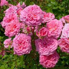 Drift® roses are groundcover roses made easy®. Sweet Drift Rose Bushes For Sale Online Garden Goods Direct