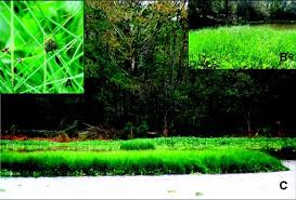 Image result for Oxycaryum