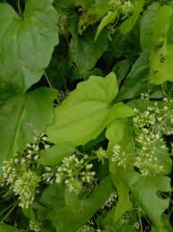 Image result for Aidia micrantha