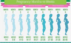 Get Free Printable Pregnancy Week By Week Chart Pictures