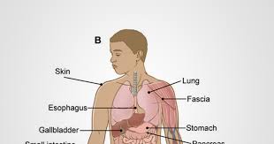 Do you know the functions of any of the cell types shown here? Interstitium Scientists Say They Ve Discovered A New Human Organ