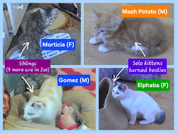 Kitten Rescue Cam - live video, pictures of cute kittens | Explore