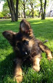 Want to know more about the long haired german shepherd? My Dog Friday A Long Haired German Shepherd Puppy German Shepard Puppies Long Haired German Shepherd Shepherd Puppies