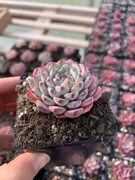 Image result for Humularia minima