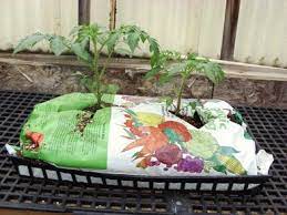 Tomato Casual Growing Tomatoes In Potting Soil Bags Growing Tomatoes In Containers Growing Tomatoes Growing Tomato Plants