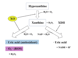 Generation Of Uric Acid And Superoxide Anion By Xanthine Oxidase Xo Download Scientific Diagram