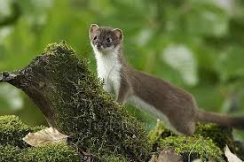 Hermelin Oh50 9 Tierfotograf Com Tattoo Tiere Wilde Tiere Ich Mag Tiere