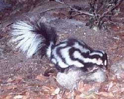 Image of Western Spotted Skunk