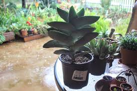 Image result for Crassula perfoliata