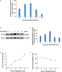 Maybe you would like to learn more about one of these? Frontiers The E3 Ligase Pias1 Regulates P53 Sumoylation To Control Stress Induced Apoptosis Of Lens Epithelial Cells Through The Proapoptotic Regulator Bax Cell And Developmental Biology