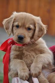 Search by dog breed or by location to find the best possible match. Pin On Golden Retrievers