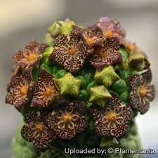 Image result for Urochloa marlothii