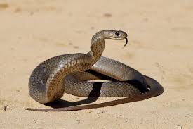 Image result for snake