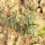 Image result for Heliotropium supinum