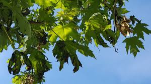 The black pearl™ redbud is a large deciduous shrub that grows rapidly, reaching over 6 feet within 5 years and becoming a broad shrub or small tree 20 feet tall and 25 feet wide. Autumn Blaze Maple Trees Have Black Leaves Are Wilting And Gone To Seed 456521 Ask Extension