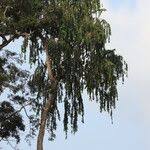 Image result for Shirakiopsis