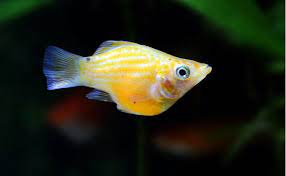 バルーンモーリーの特徴と飼育方法を紹介 繁殖や稚魚の育て方 混泳の相性と注意点は woriver 熱帯魚 プラティ ベタの水槽