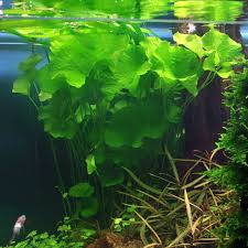 Image result for Nymphoides milnei