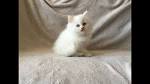 North Carolina - Persian Kittens for Sale | Persian Cat ...