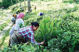 Pack weed mixture into a steeping vessel. Villagers Weed Tea Garden Telegraph India