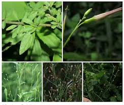 Image result for Schwenckia