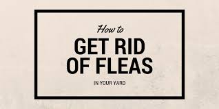 Flea treatments for your yard. How To Get Rid Of Fleas In Your Yard Flea Treatments For Pets