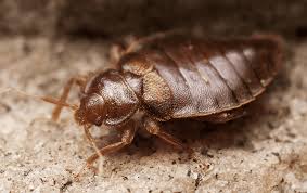 How do bed bugs get into. Bed Bug Treatments In Jacksonville St Augustine Fl Northeast Fl