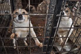 Interzise prin lege de la 1 ianuarie 2019. S Au Inmultit Cainii Fara Stapan Hingherii Trimisi Sa I Prinda