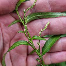 Image result for Persicaria barbata