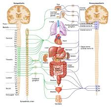 Pin Op Anatomy