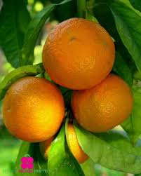 Image result for Citrus × aurantium