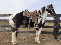 Black And White Paint Horses For Sale In Texas Black White Spotted Saddle Gelding Fun To Ride 8yrs 2000 Horses Rodeo Horses Pretty Horses