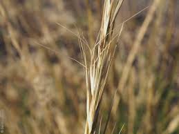 Image result for Aristida diminuta