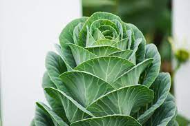 Other ways to cook with collard greens. How To Grow Collard Greens