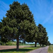 There are two kinds of saplings: Red Cedar Trees For Sale Eastern Red Cedar Trees For Sale Chief River Nursery