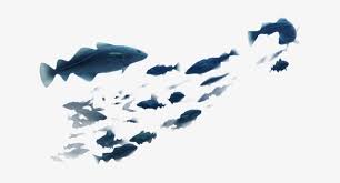 cods group of fish png 630x363 png download pngkit cods group of fish png 630x363 png