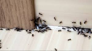 Commercial pest control phoenix az | blue sky pest control. Pest Termite Rodent Control Fort Myers Fl Blue Sky Solutions Of Sw Fl Llc