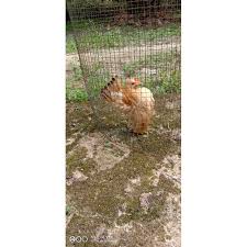 Check spelling or type a new query. Jual Telur Ayam Serama Shopee Indonesia