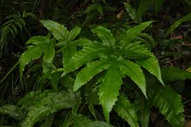 Image result for Tectaria angelicifolia