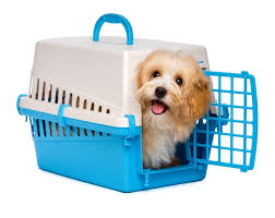 The easy way to cook dinner from scratch Can I Travel With My Pet When I Am Moving Out Of The Uae Living Relocate Gulf News