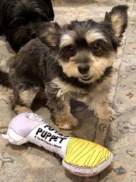 Maybe you would like to learn more about one of these? Shop Farfel S Farm And Rescue