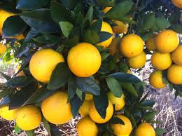 As A Proud Ambassador For Citrus Australian I Have A Variety Of Citrus In My Fruit Bowl All Year Round Ci Citrus Recipes Mandarin And Almond Cake Almond Cakes