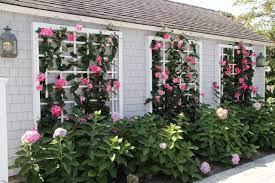 See more ideas about flowering vines, vines, plants. 8 Flowering Vines To Plant For Nonstop Summer Blooms