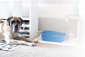 At first we used a combination of door stops and braces. How To Keep The Dog Out Of The Litter Box Door Buddy