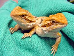 Check spelling or type a new query. Reptile Diseases