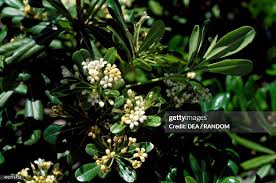 Image result for Pittosporaceae