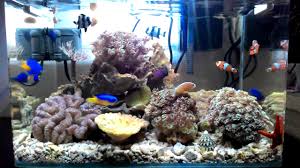 Celupkan air laut kedalamnya sampai penuh. Aquarium Air Laut Mini By Suroto Naruto