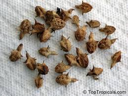 Image result for Pedalium