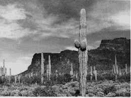 Cacti and stars monochrome background. American Semidesert And Desert Province