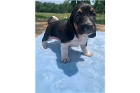 Favorite this post jun 30 Basset Hound Puppies For Sale From Reputable Dog Breeders